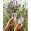 (High res) INSTAX mini film - Lifestyle image - Soft Lavender in field - (4-5) Large.jpeg